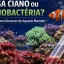 Cianobacteria não é Alga! Aprenda a Identificar e acabar com elas